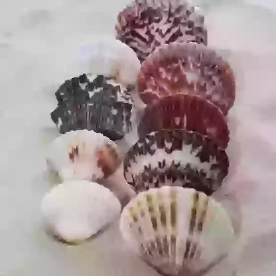 Atlantic Calico Fans Scallop Sea Shells Argopecten gibbus